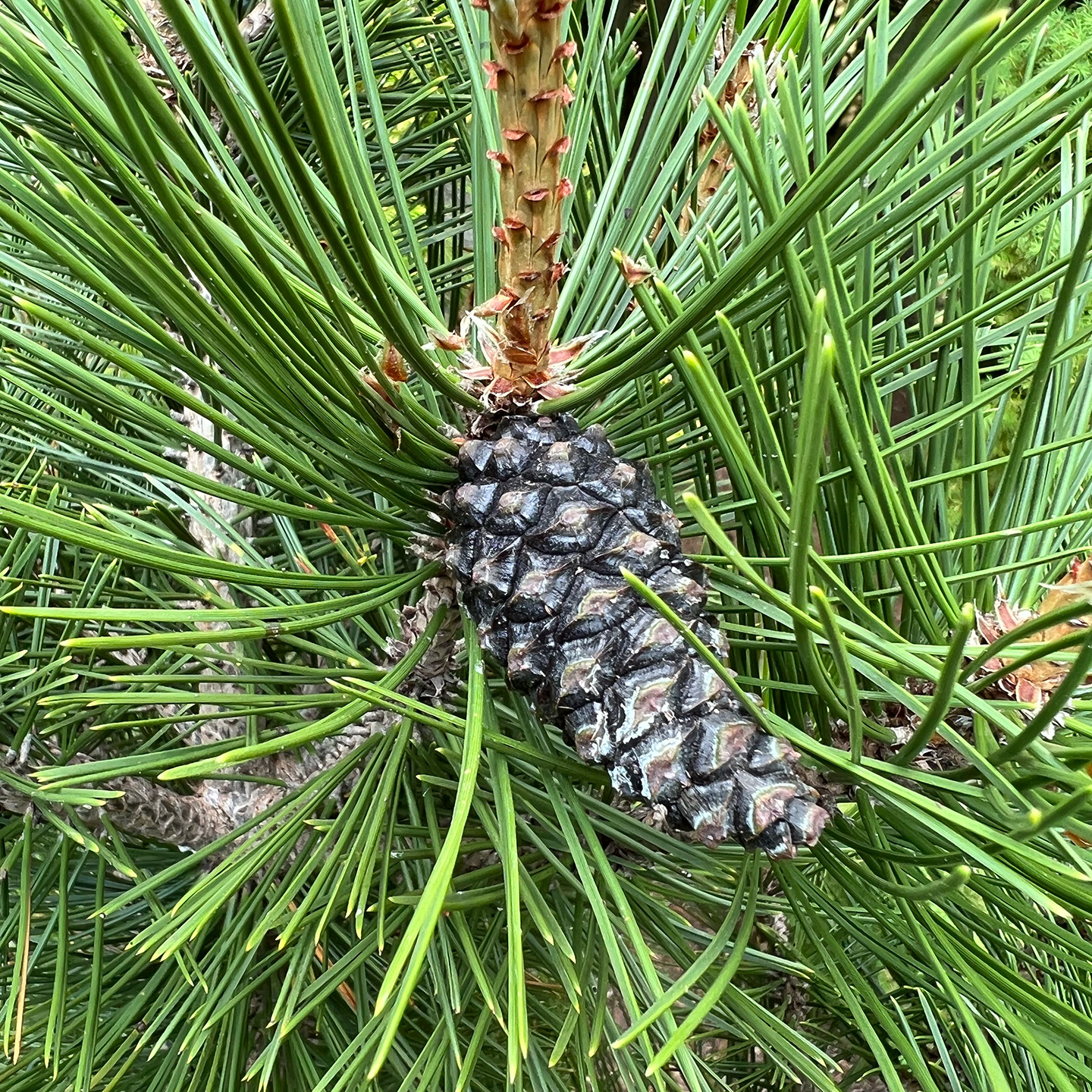 Conifers