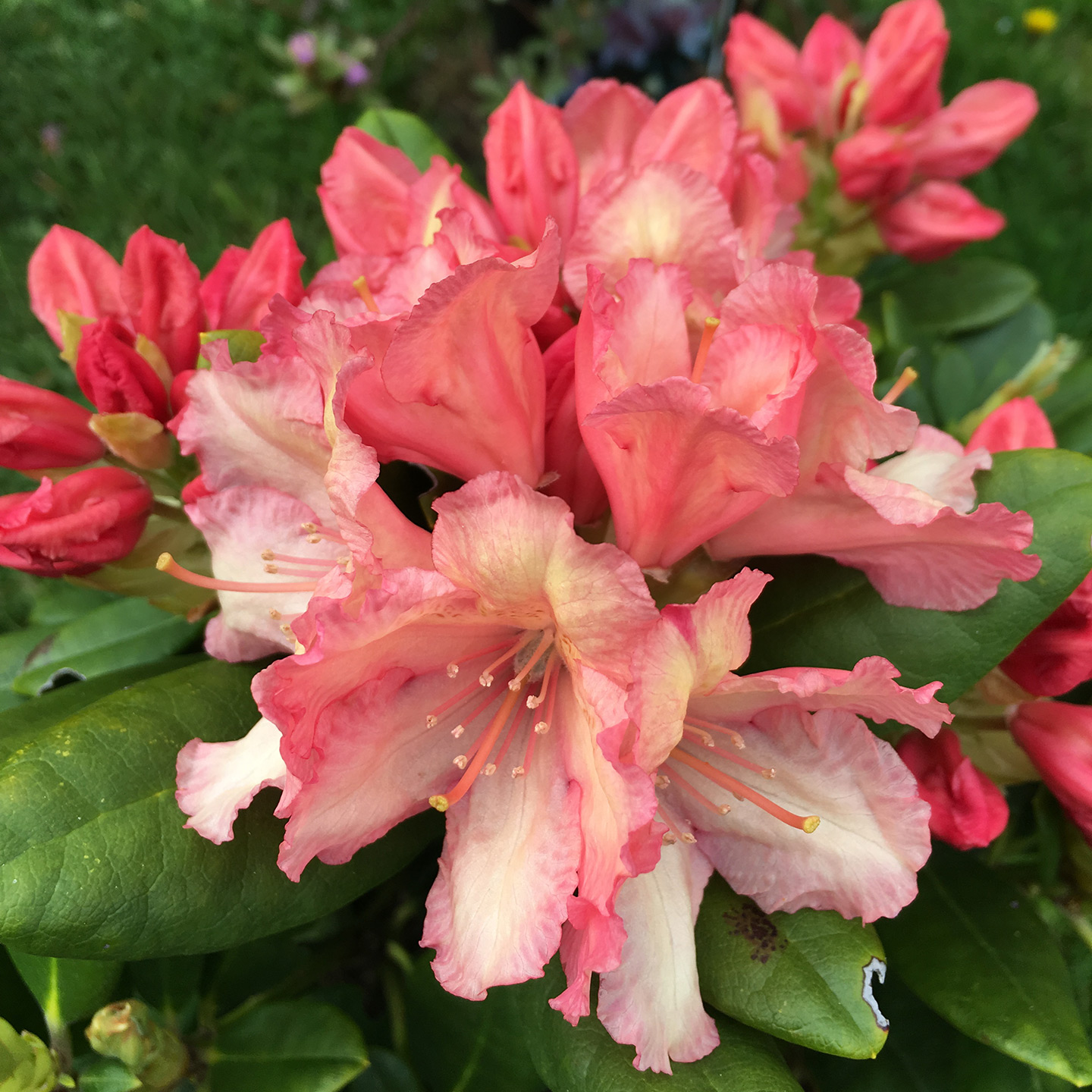 Rhododendrons & Azaleas
