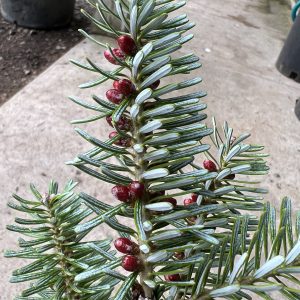 Abies Koreana Glauca