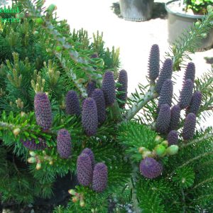 Abies Koreana Green Carpet