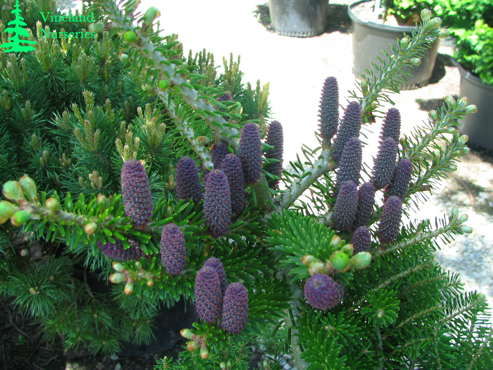 Abies Koreana Green Carpet
