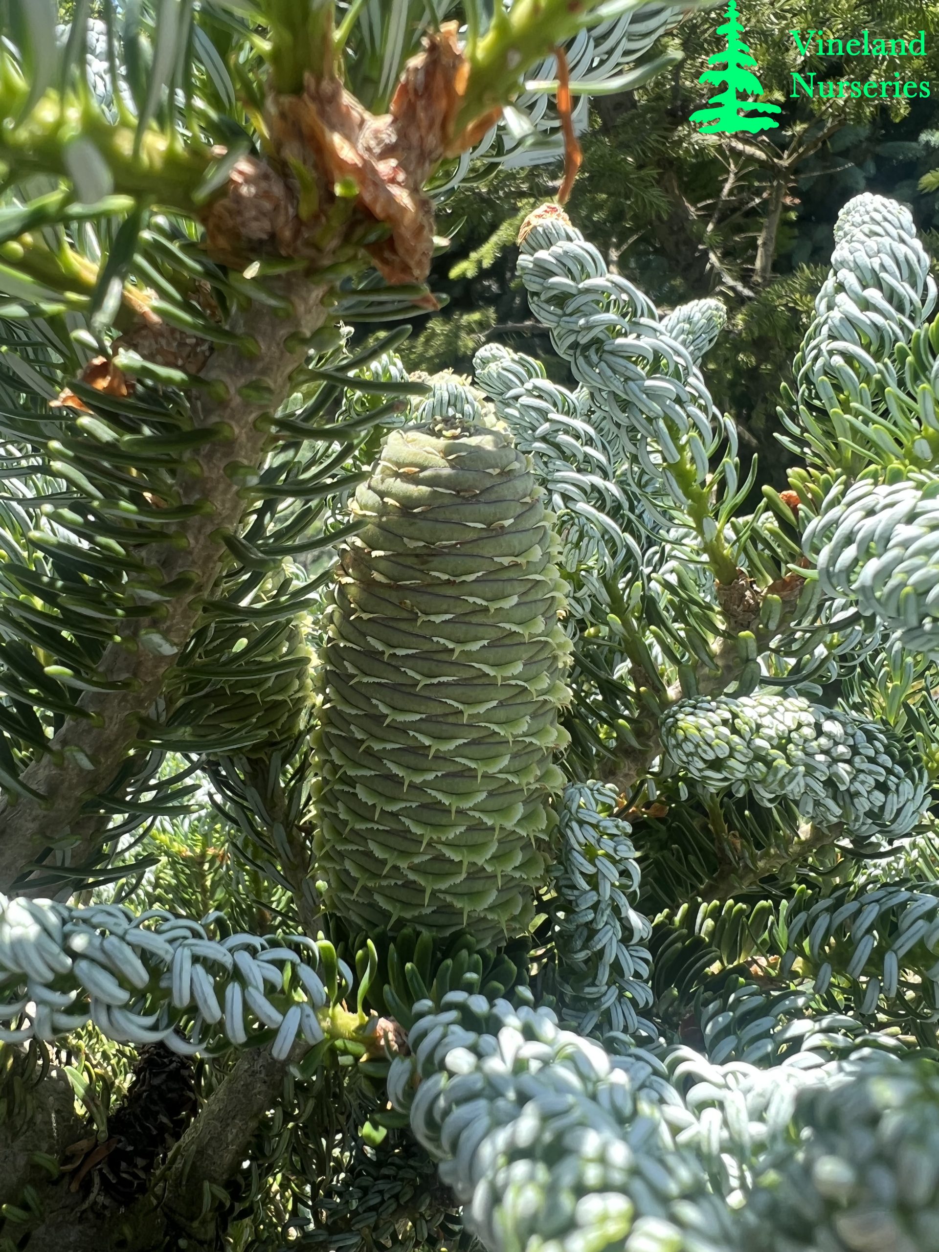 Abies Koreana Horstmann's Silberlocke 1