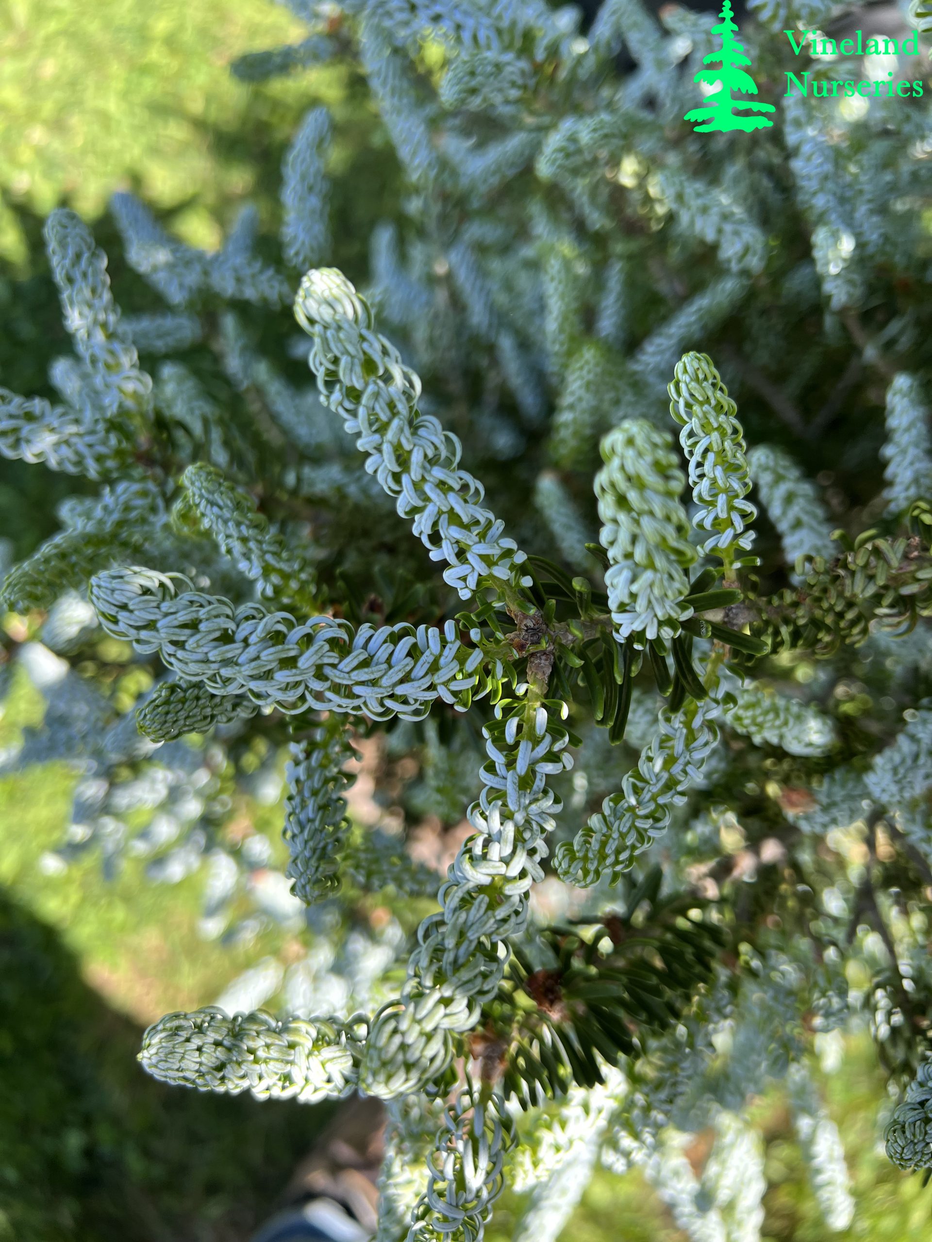 Abies Koreana Horstmann's Silberlocke 2