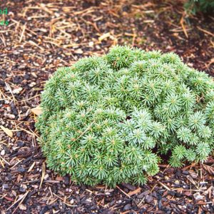 Abies Lasiocarpa Duflon 1