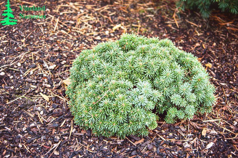 Abies Lasiocarpa Duflon 1