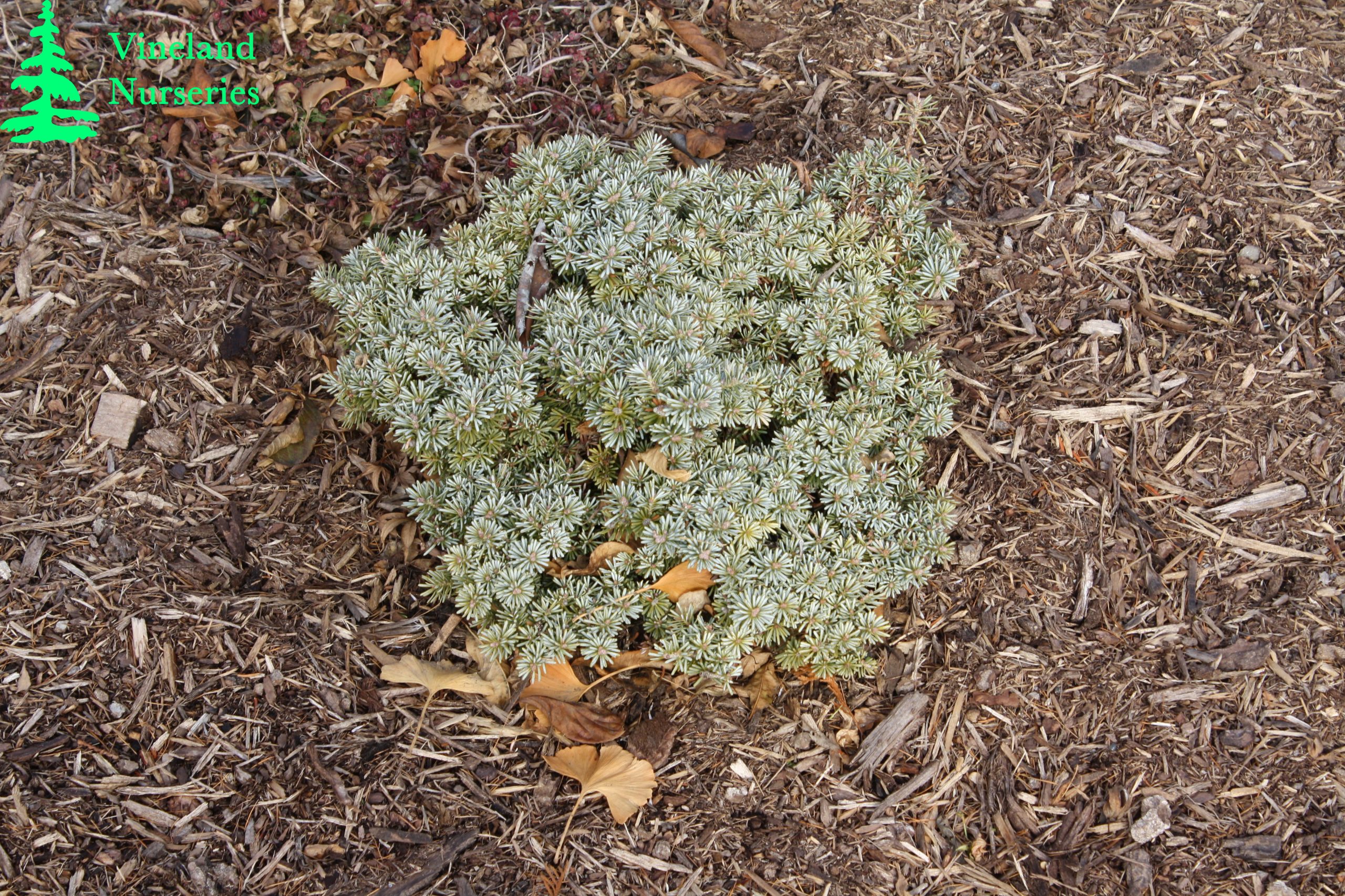 Abies Lasiocarpa Duflon 2