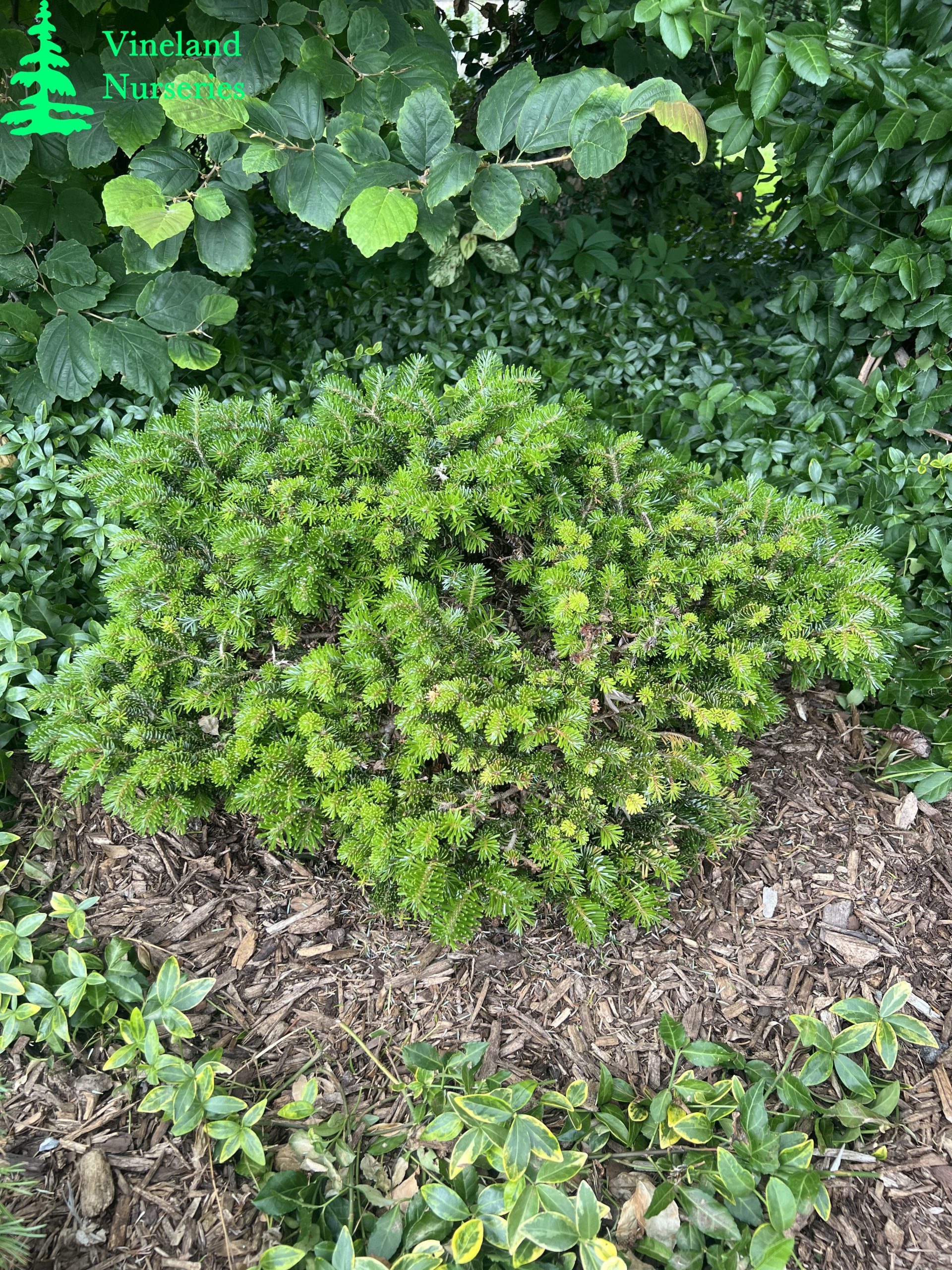 Abies Nordmanniana Munsterland