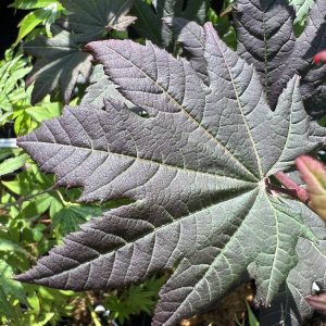 Acer Circinatum Burgundy Jewel 2