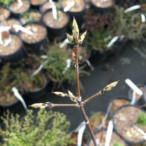 Acer Griseum