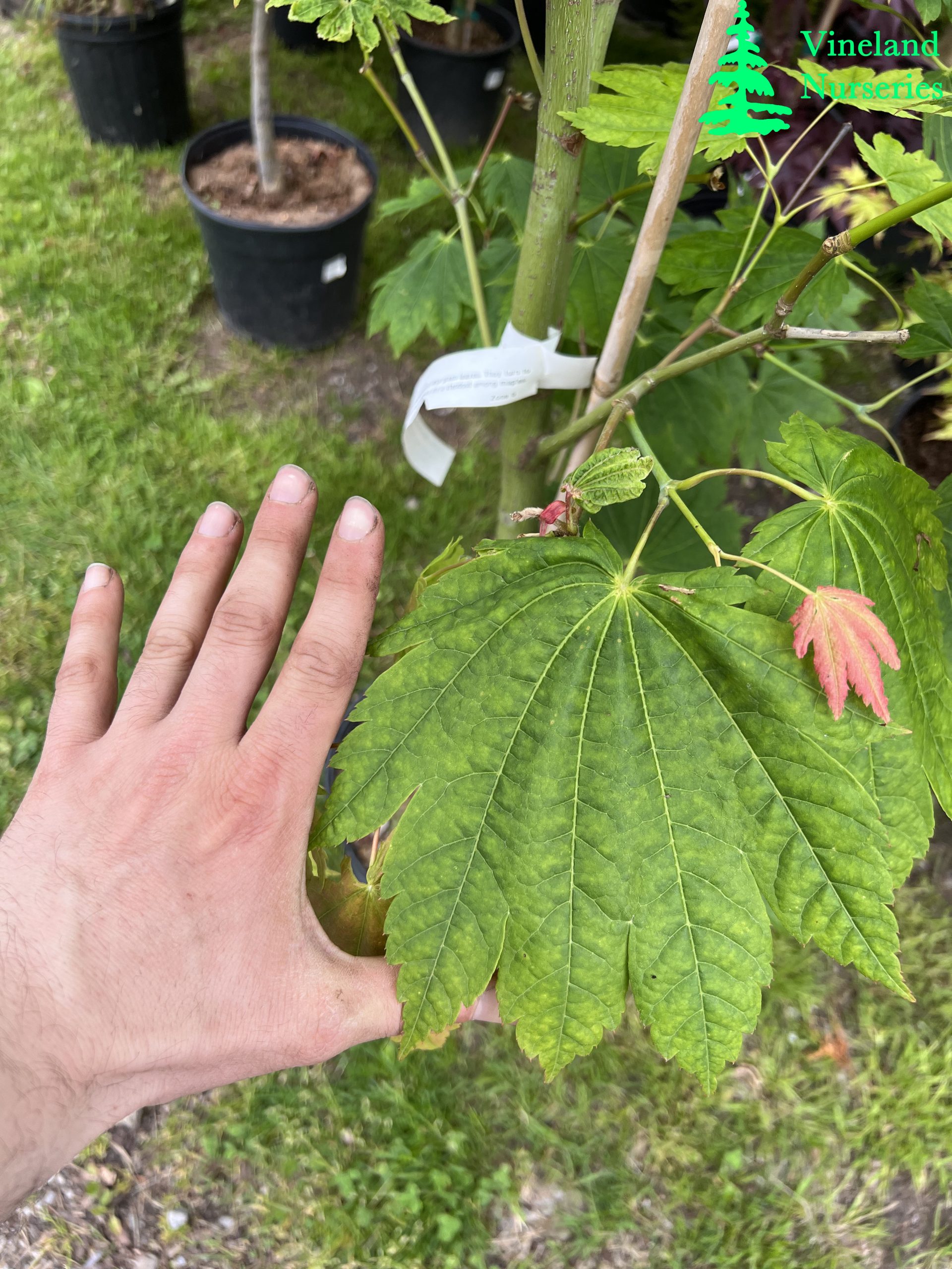 Acer Japonicum Giant Moon