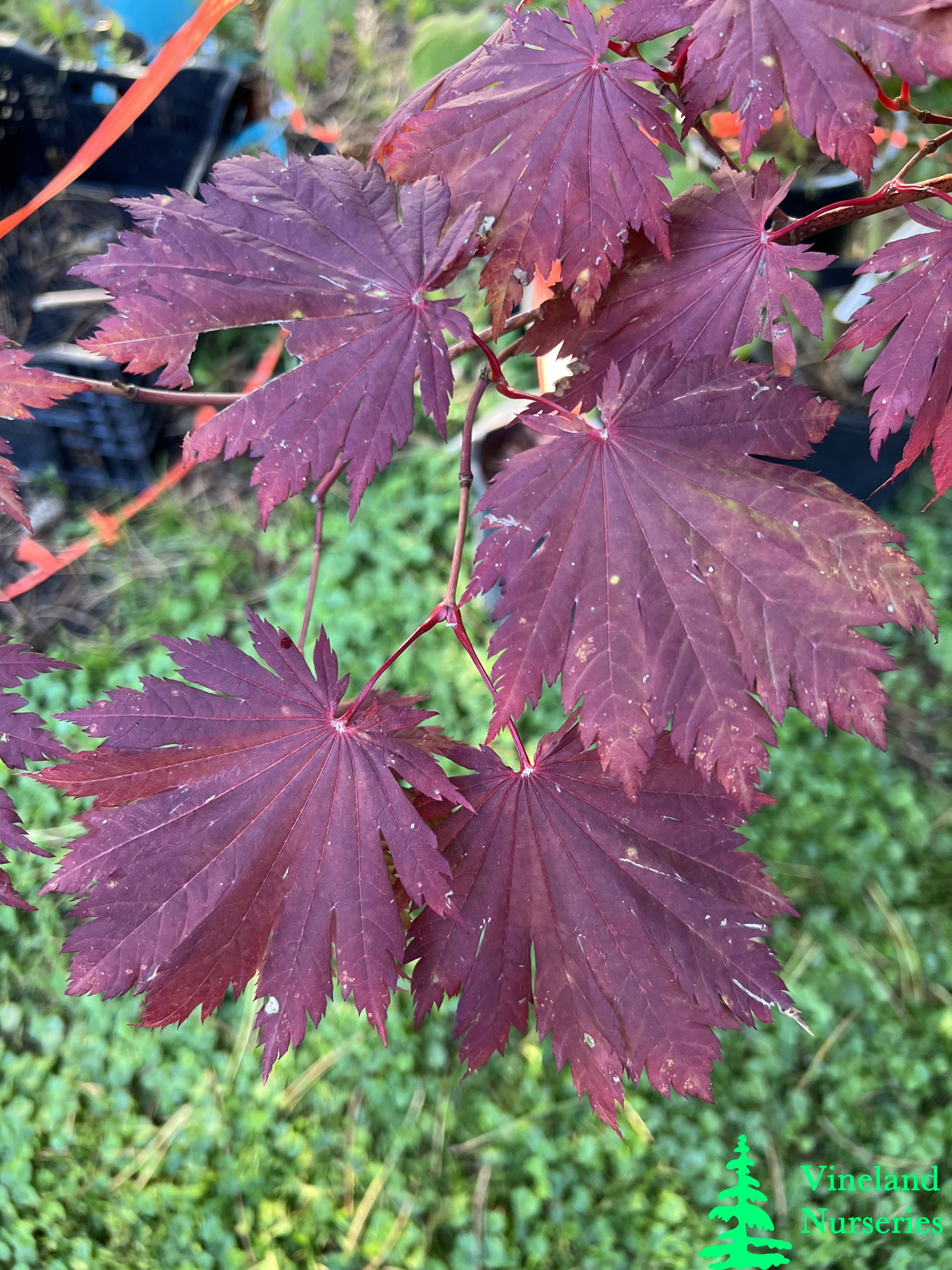 Acer Japonicum O Isami 1