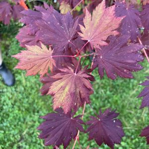 Acer Japonicum O Isami 2