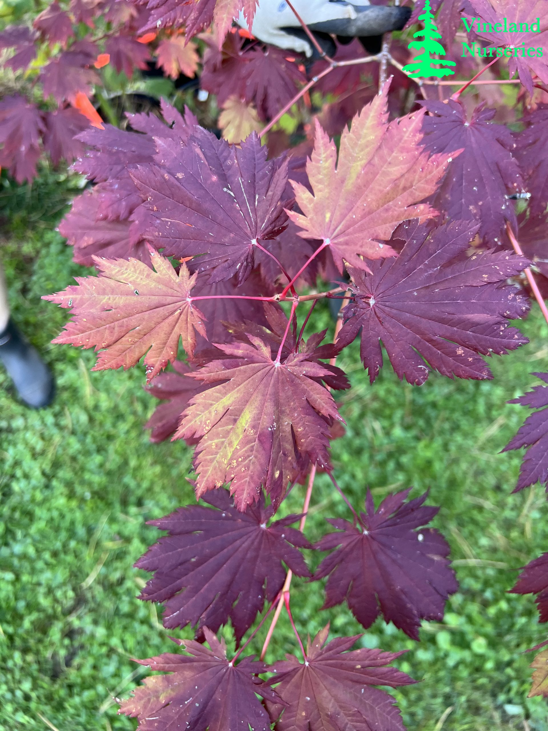 Acer Japonicum O Isami 2