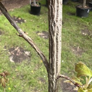 Acer Miyabei Ssp Miaotaiense