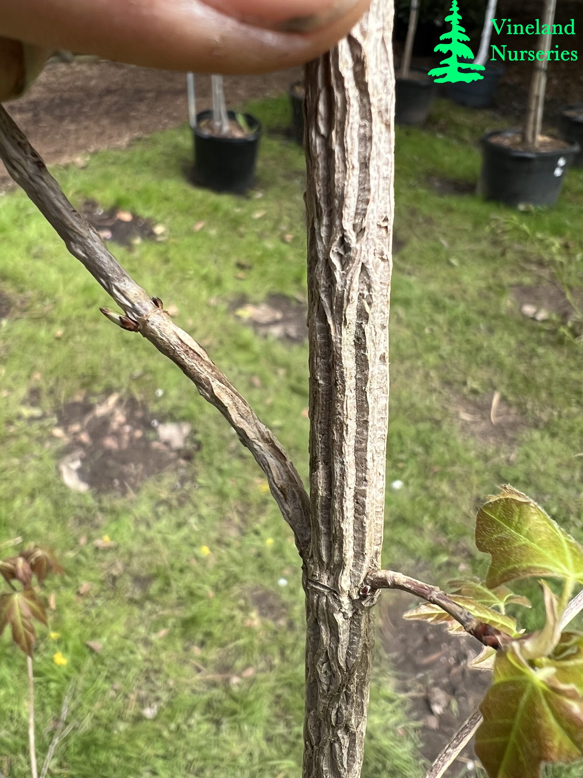 Acer Miyabei Ssp Miaotaiense