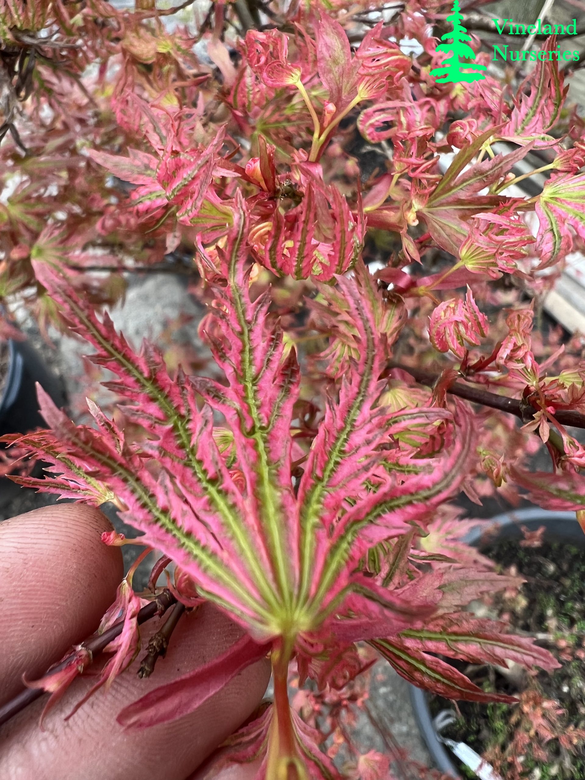 Acer Palmatum Abigail Rose 1