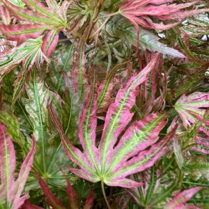 Acer Palmatum Abigail Rose 2