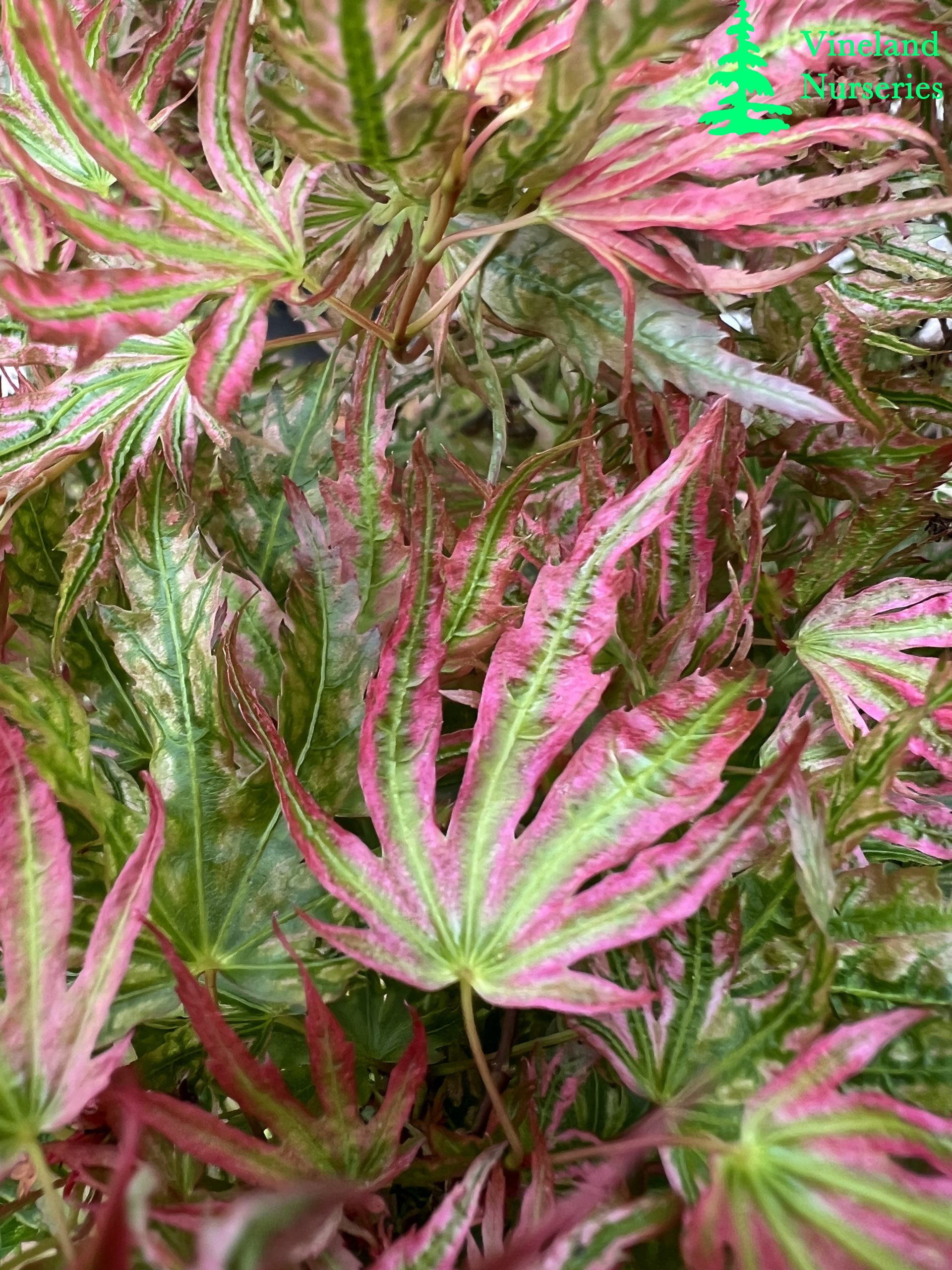 Acer Palmatum Abigail Rose 2