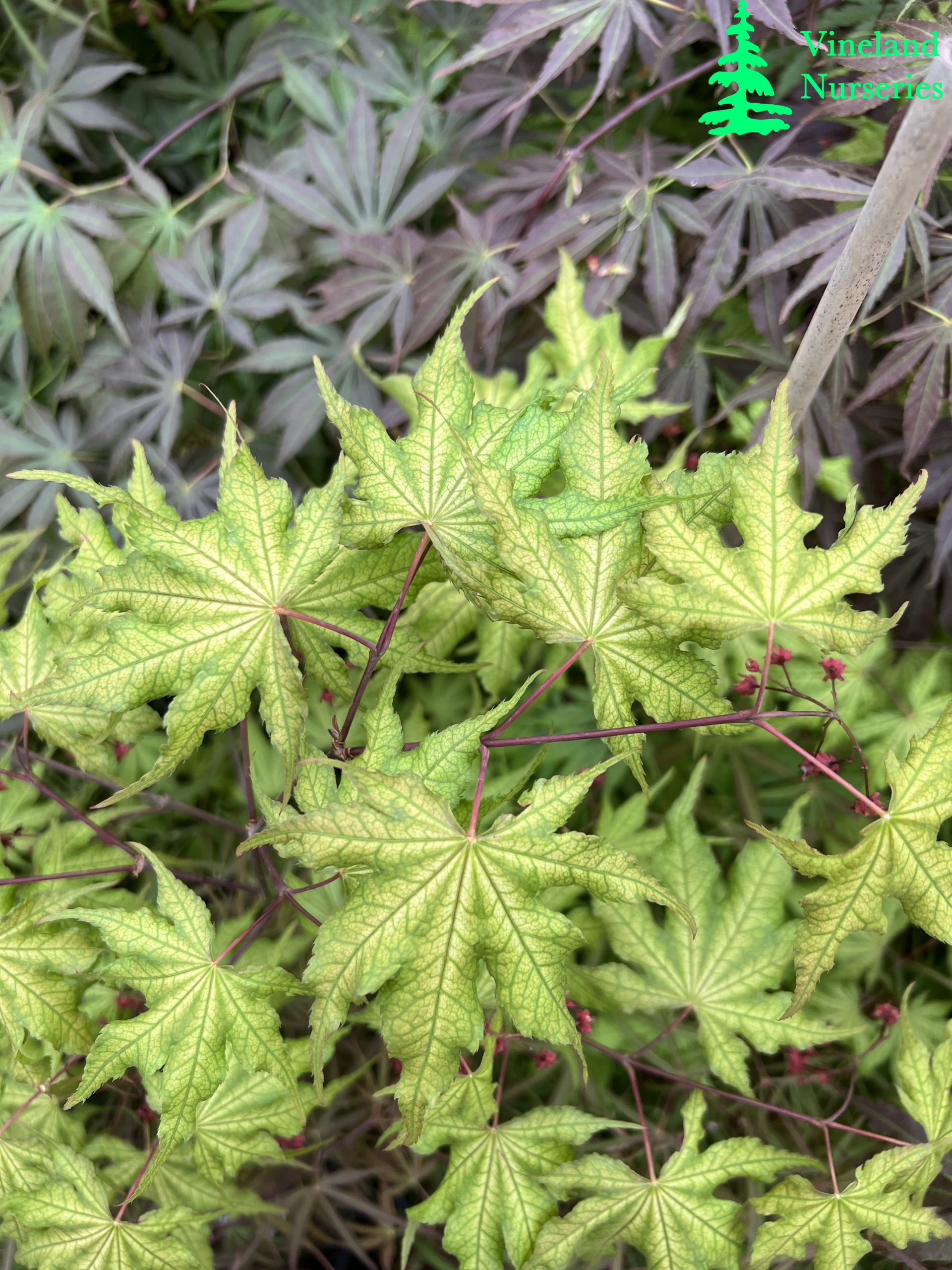 Acer Palmatum Aka Shigitatsu Sawa 2