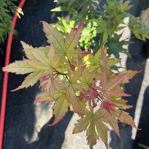 Acer Palmatum Amber Ghost 1