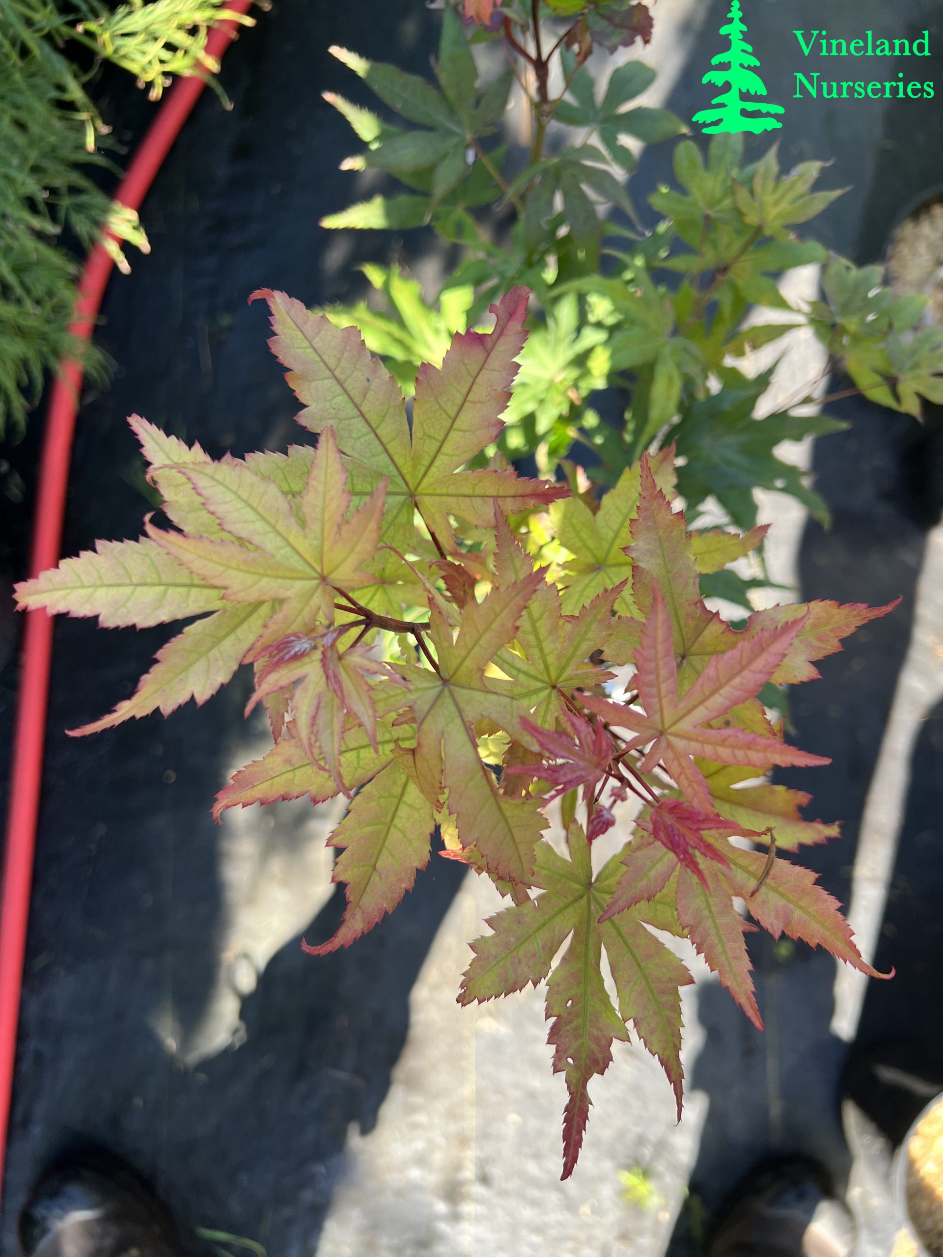 Acer Palmatum Amber Ghost 1