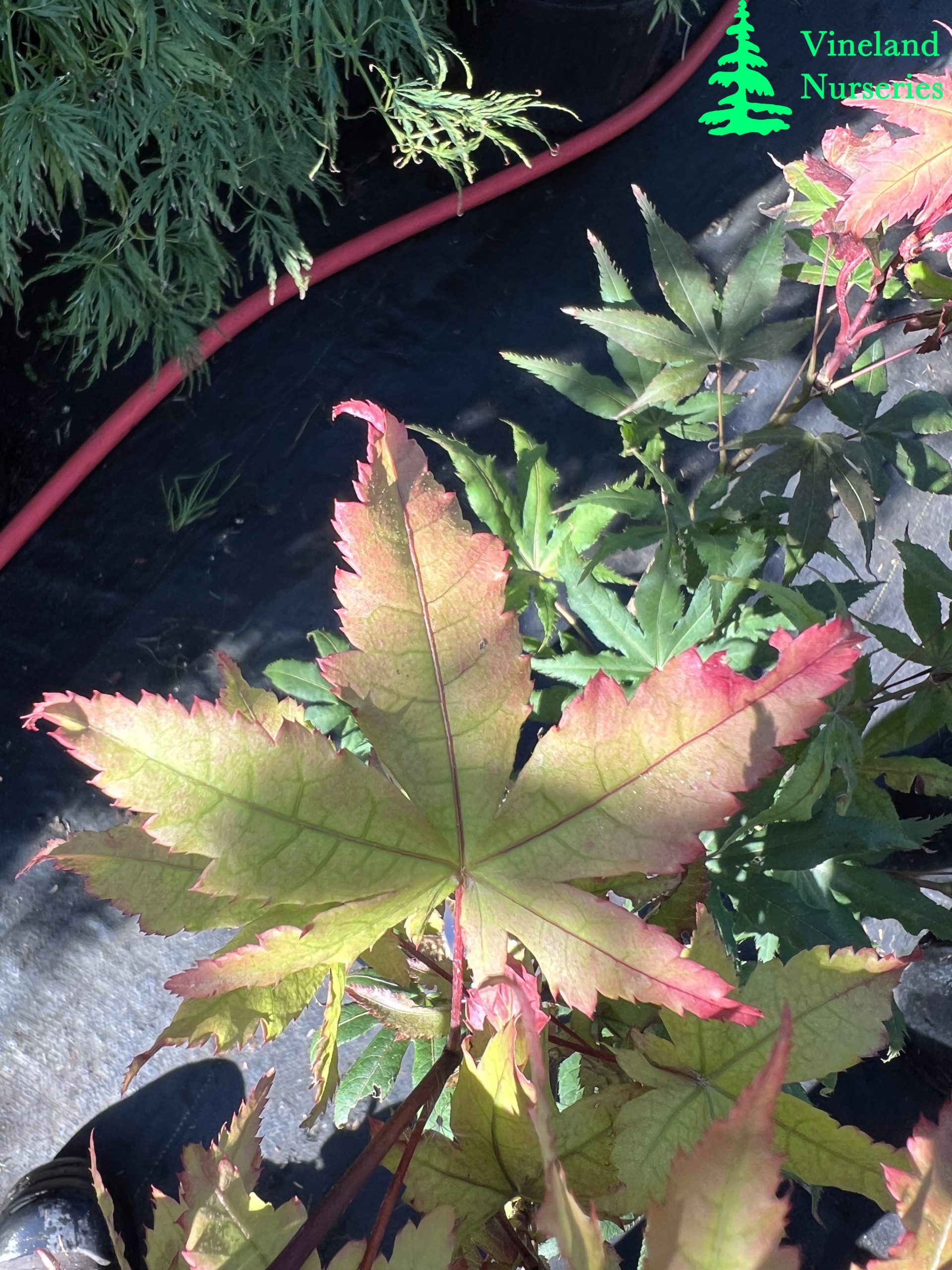 Acer Palmatum Amber Ghost 2