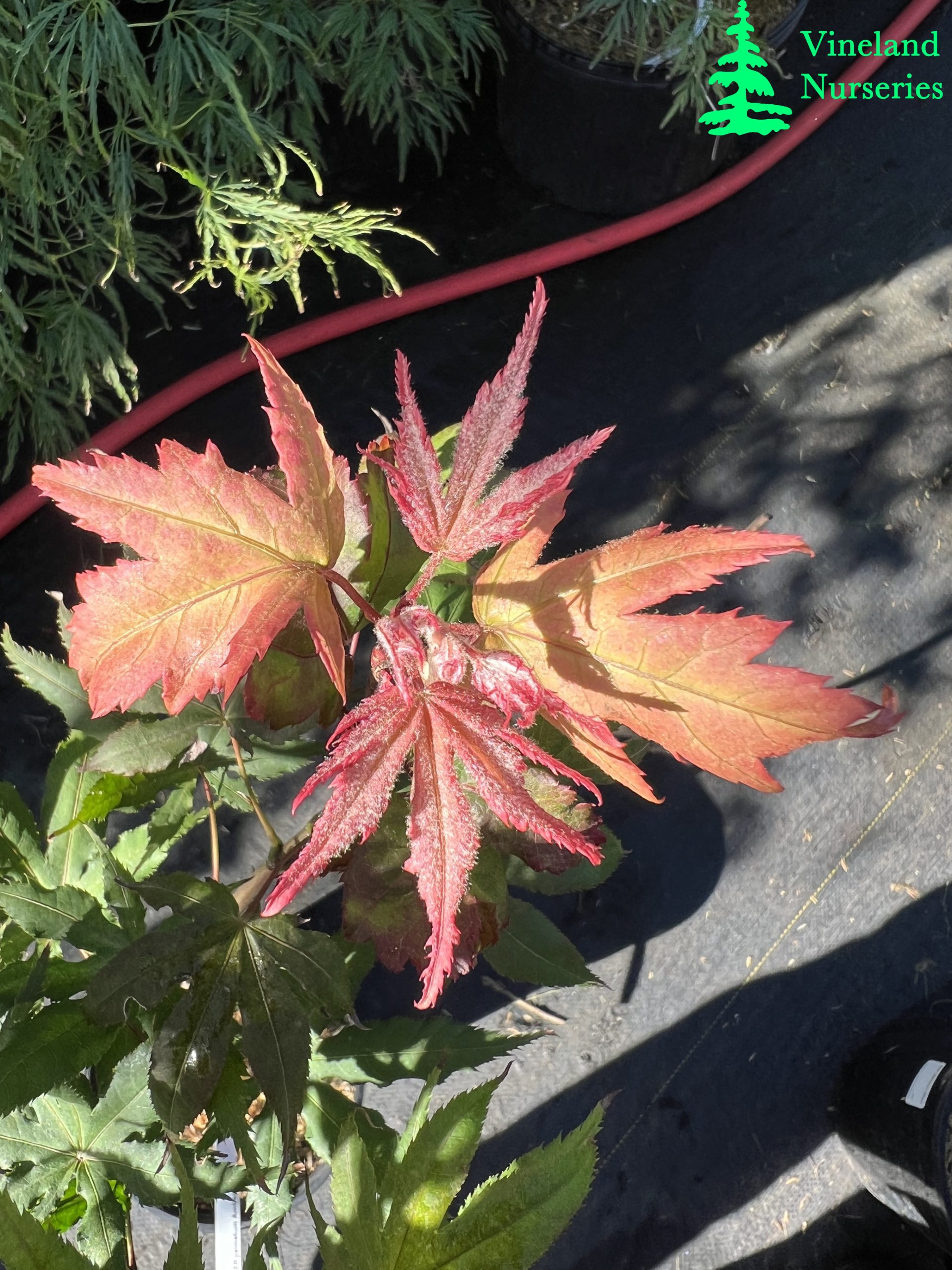 Acer Palmatum Amber Ghost 3