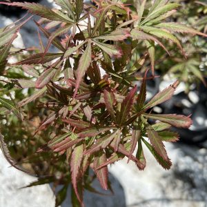 Acer Palmatum Anna's Broom