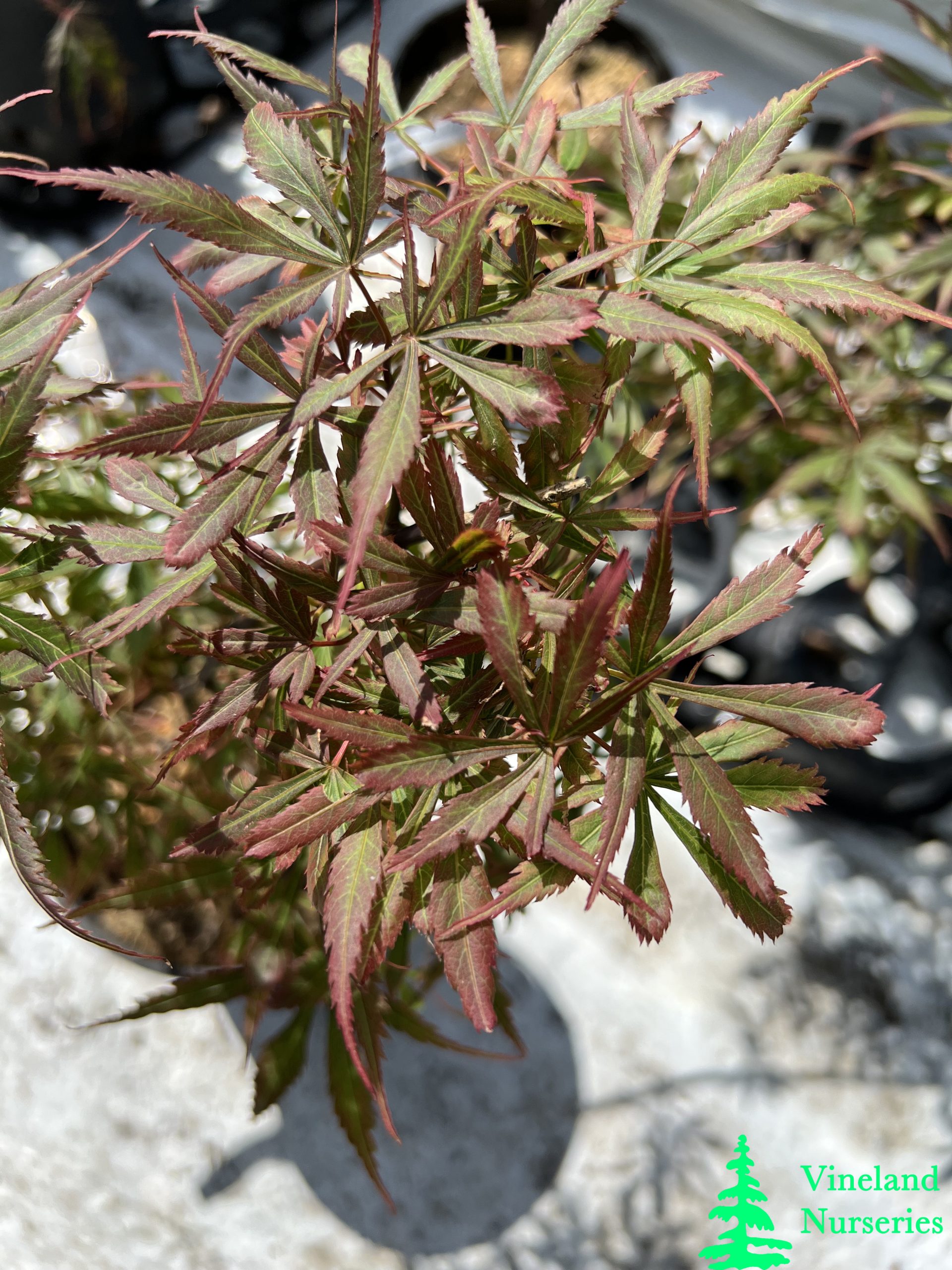 Acer Palmatum Anna's Broom