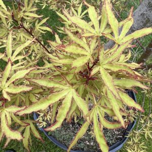Acer Palmatum Ao Kanzashi 1
