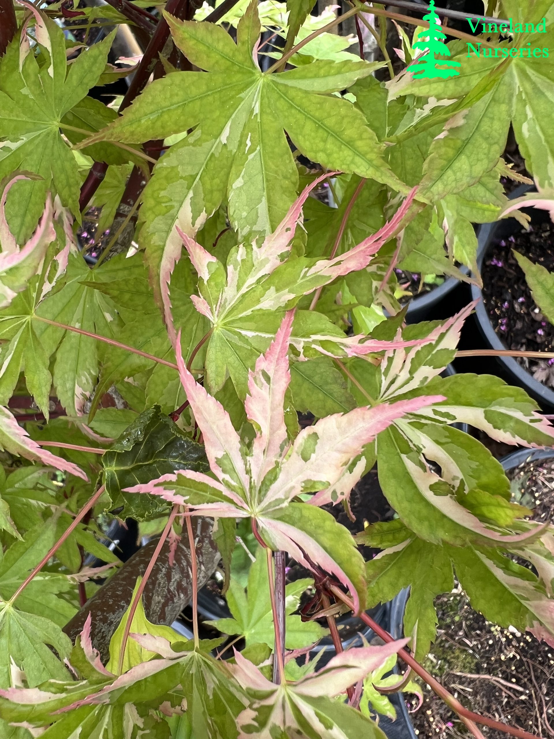 Acer Palmatum Asahi Zuru 1