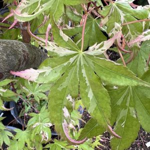 Acer Palmatum Asahi Zuru 2