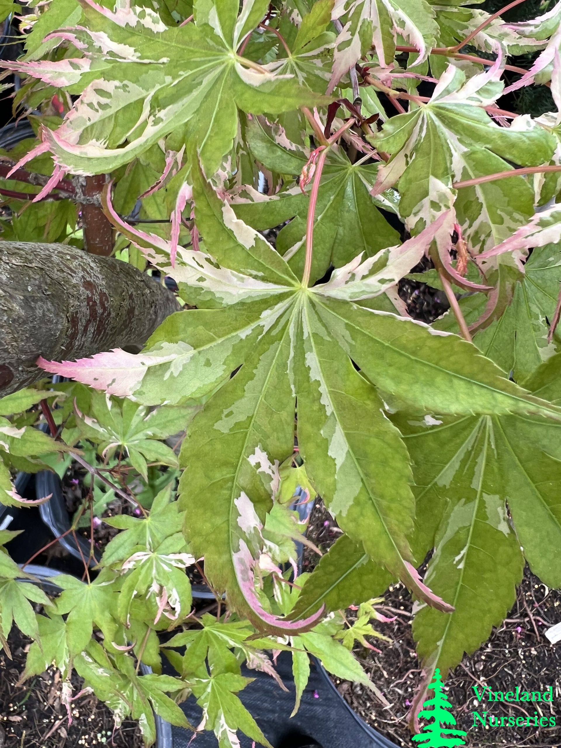 Acer Palmatum Asahi Zuru 2