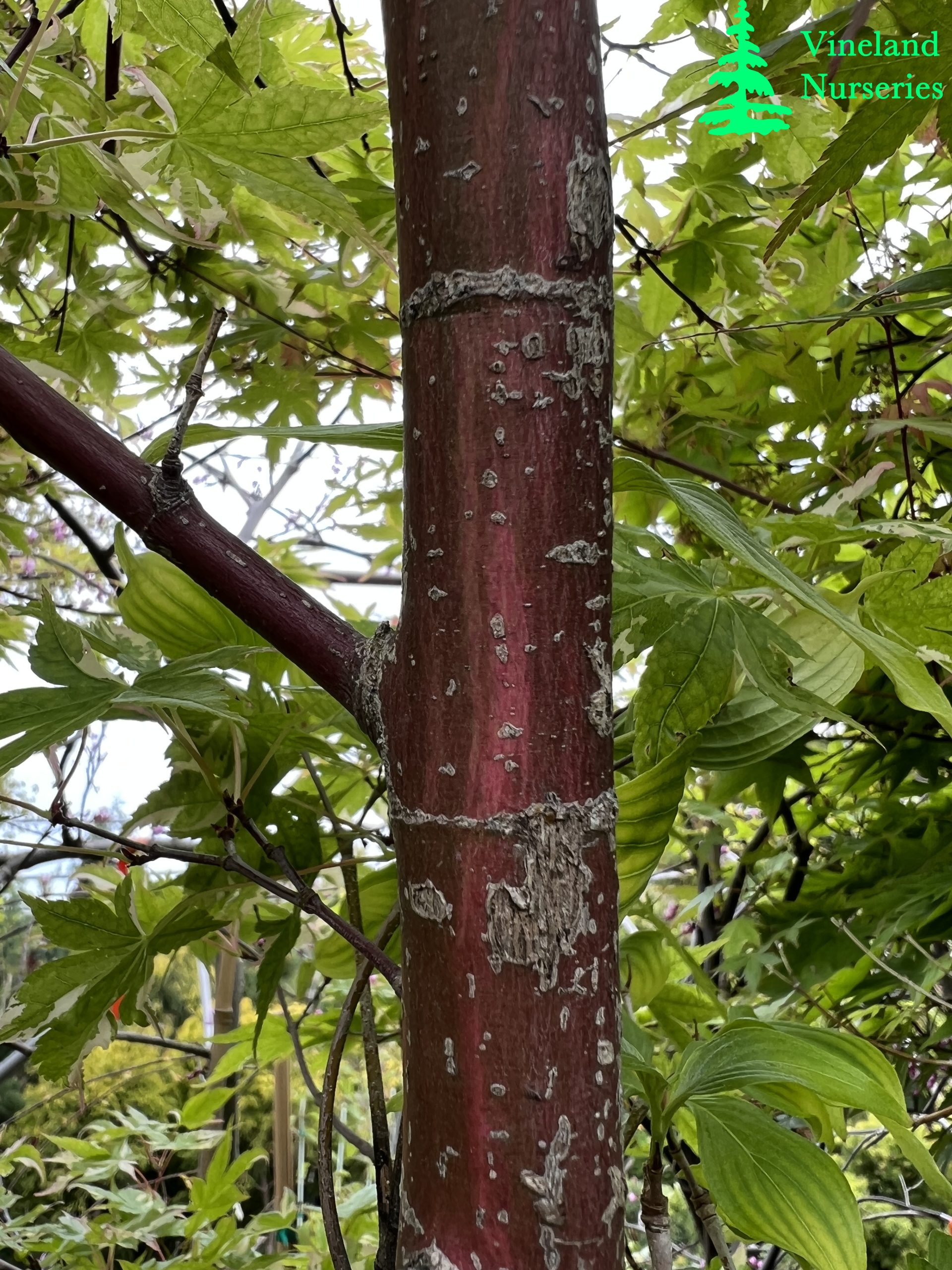 Acer Palmatum Asahi Zuru 3