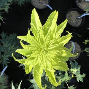 Acer Palmatum Aurea