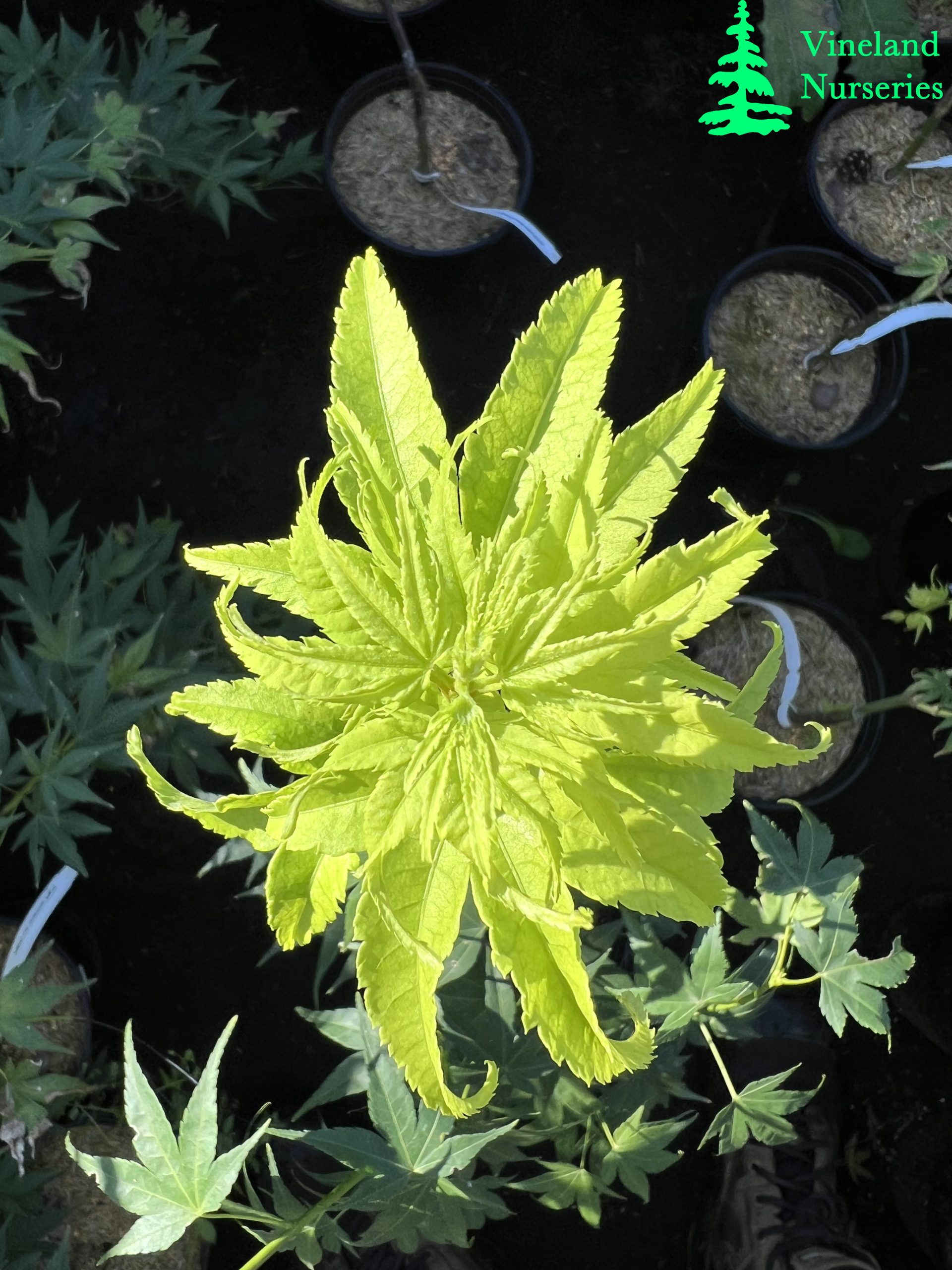 Acer Palmatum Aurea