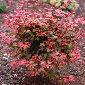 Acer Palmatum Beni Hime