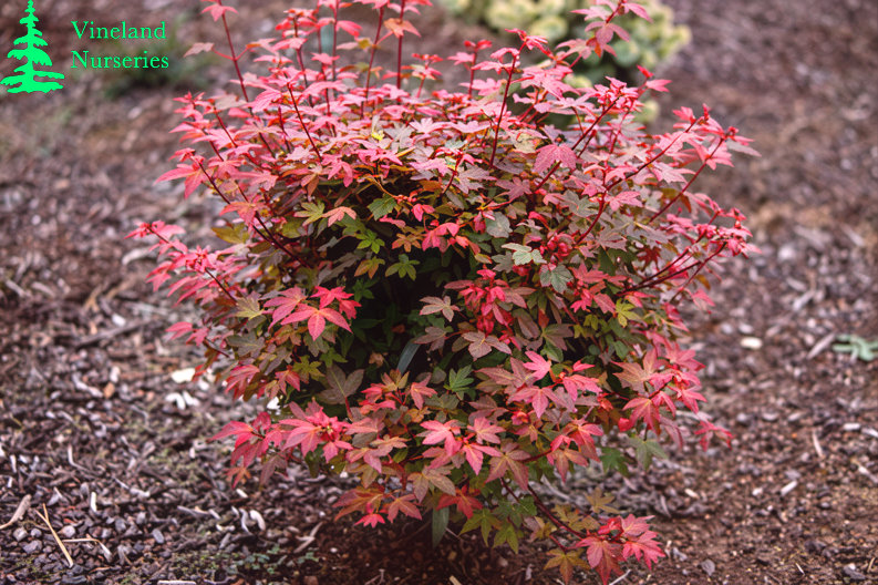 Acer Palmatum Beni Hime