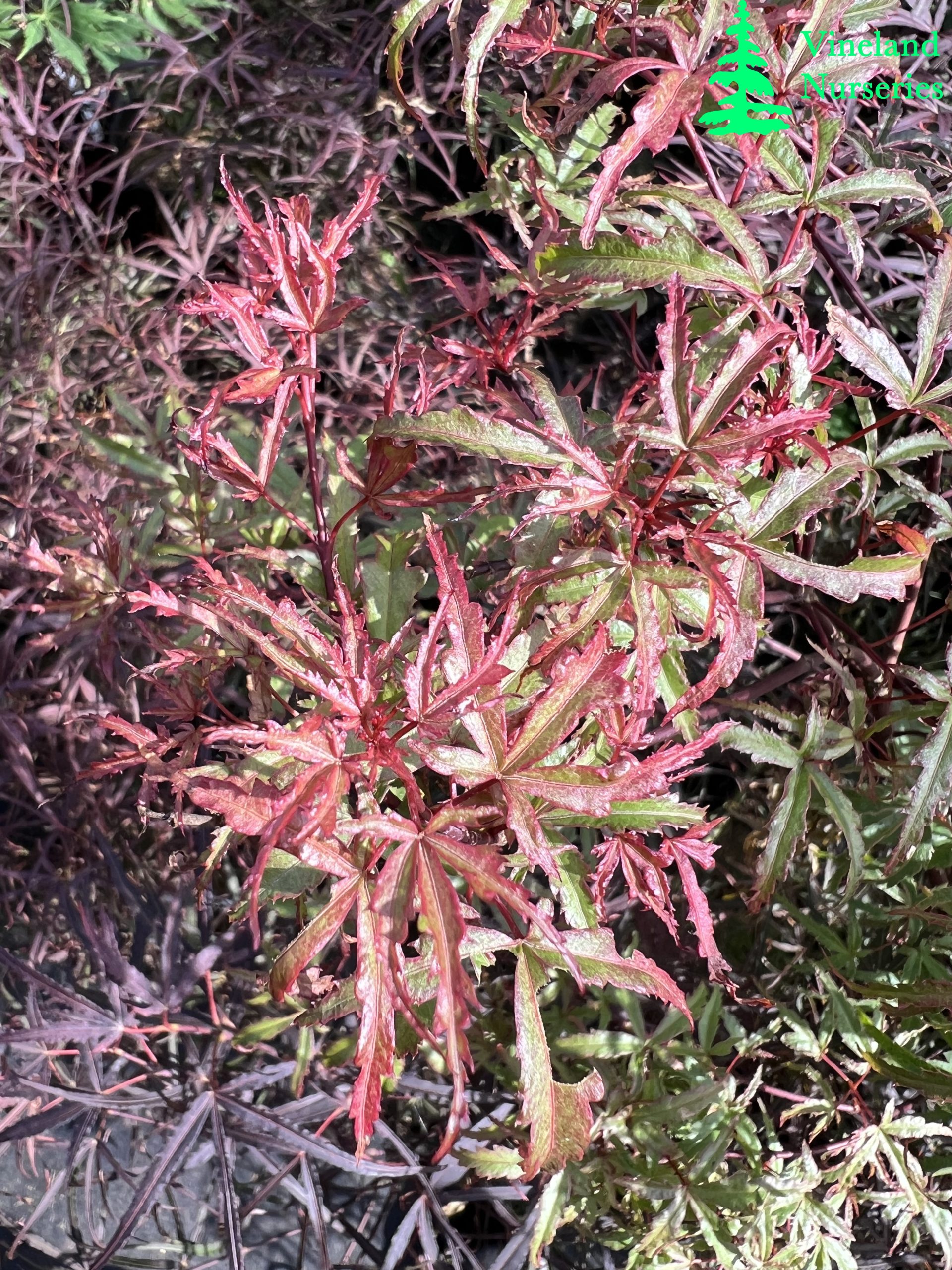 Acer Palmatum Beni Komachi