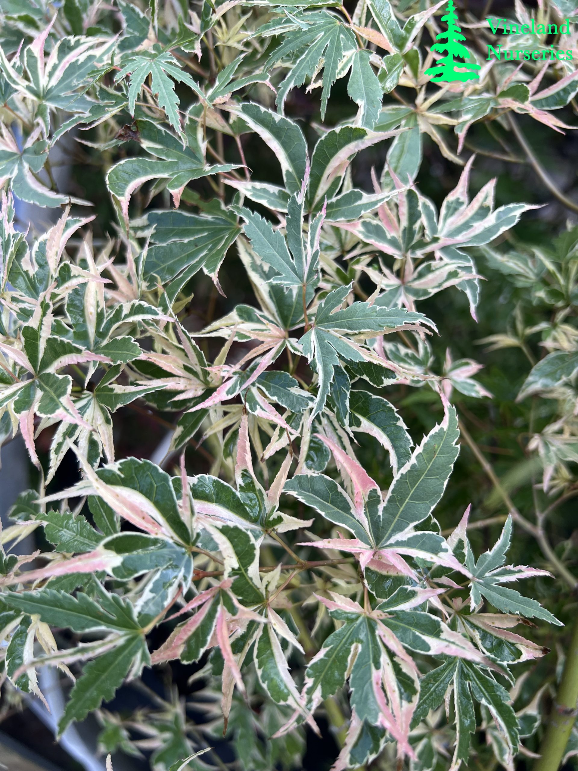 Acer Palmatum Beni Schichihenge