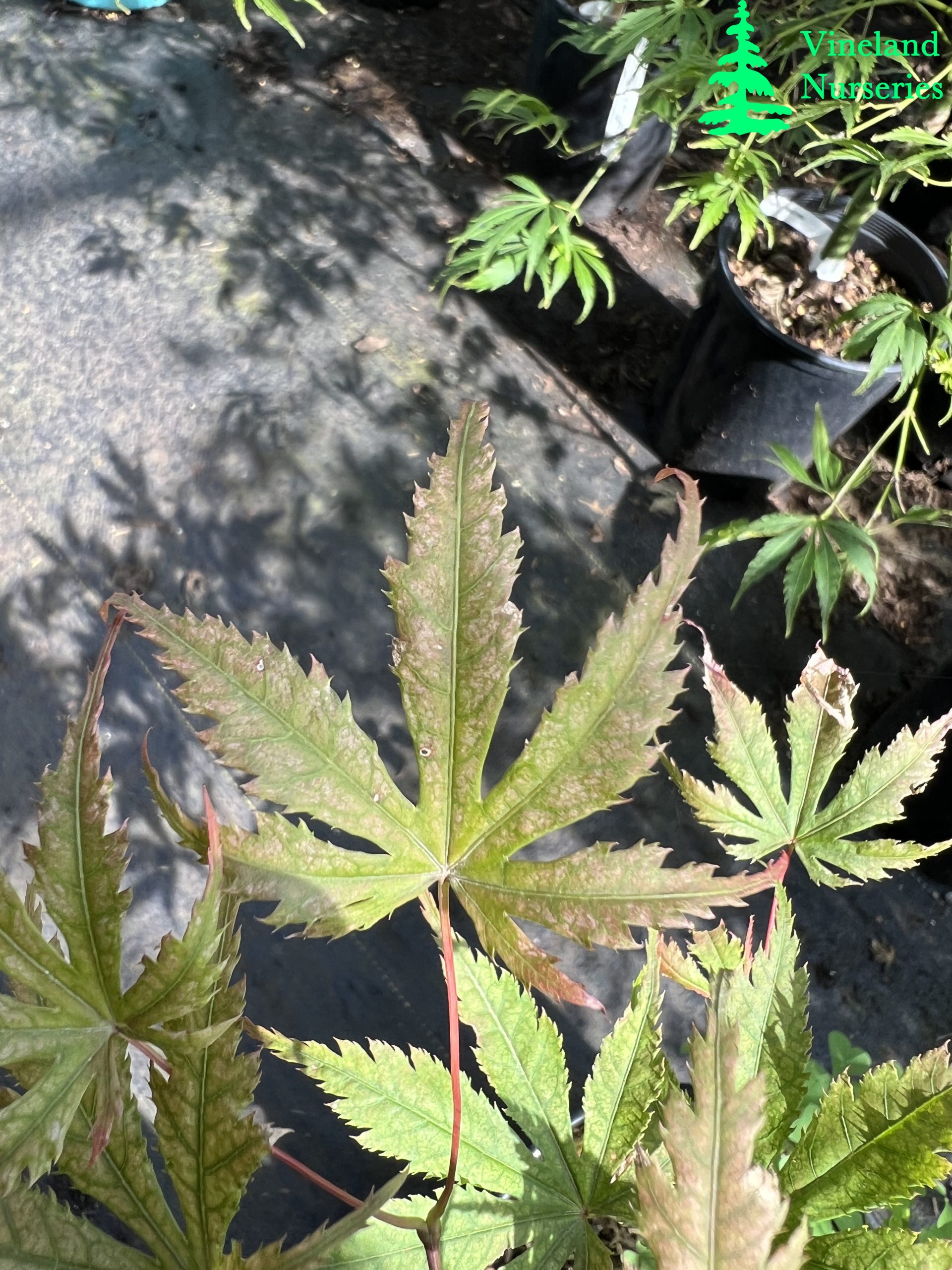 Acer Palmatum Beni Zuru 2