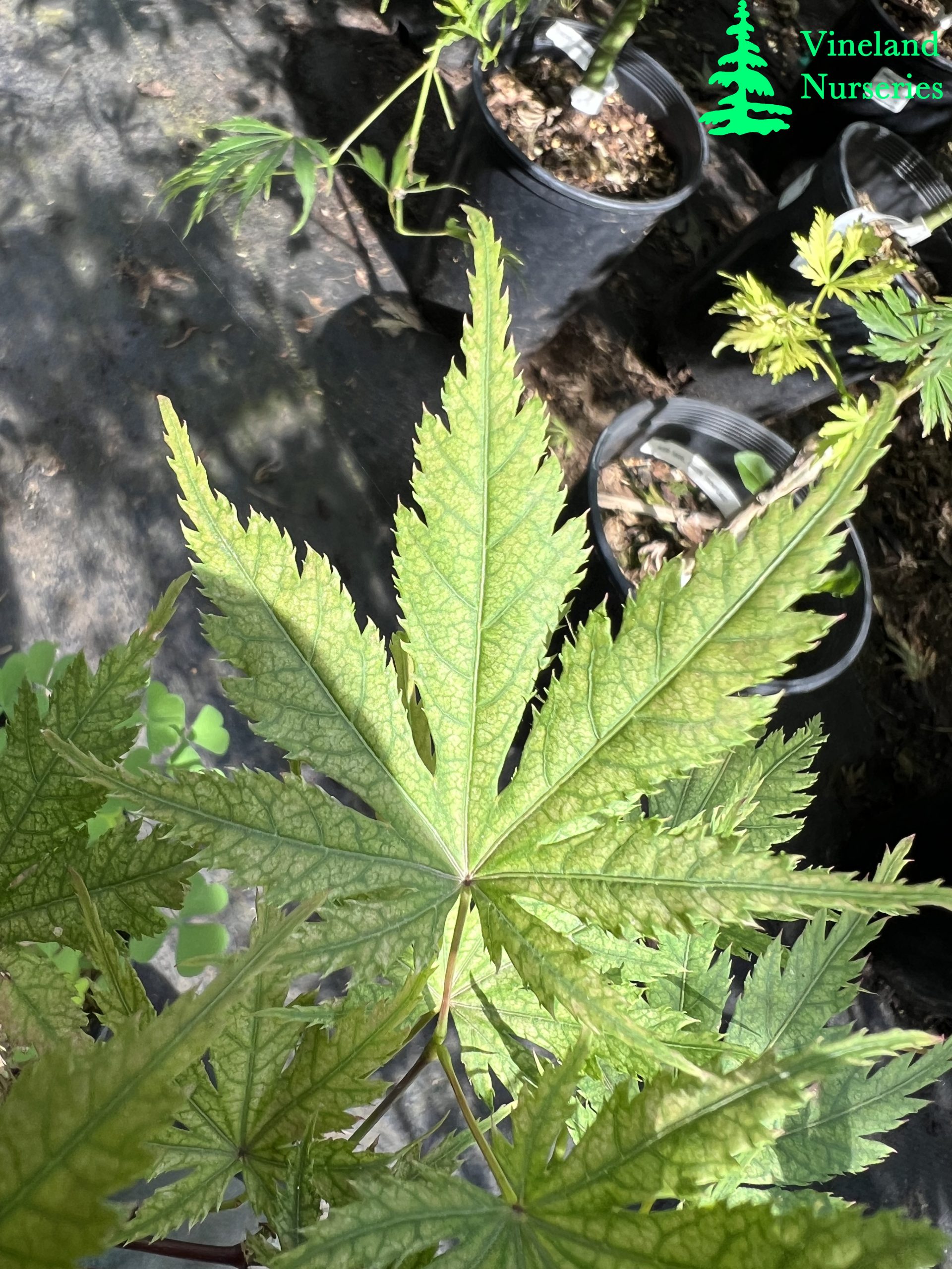 Acer Palmatum Beni Zuru 3