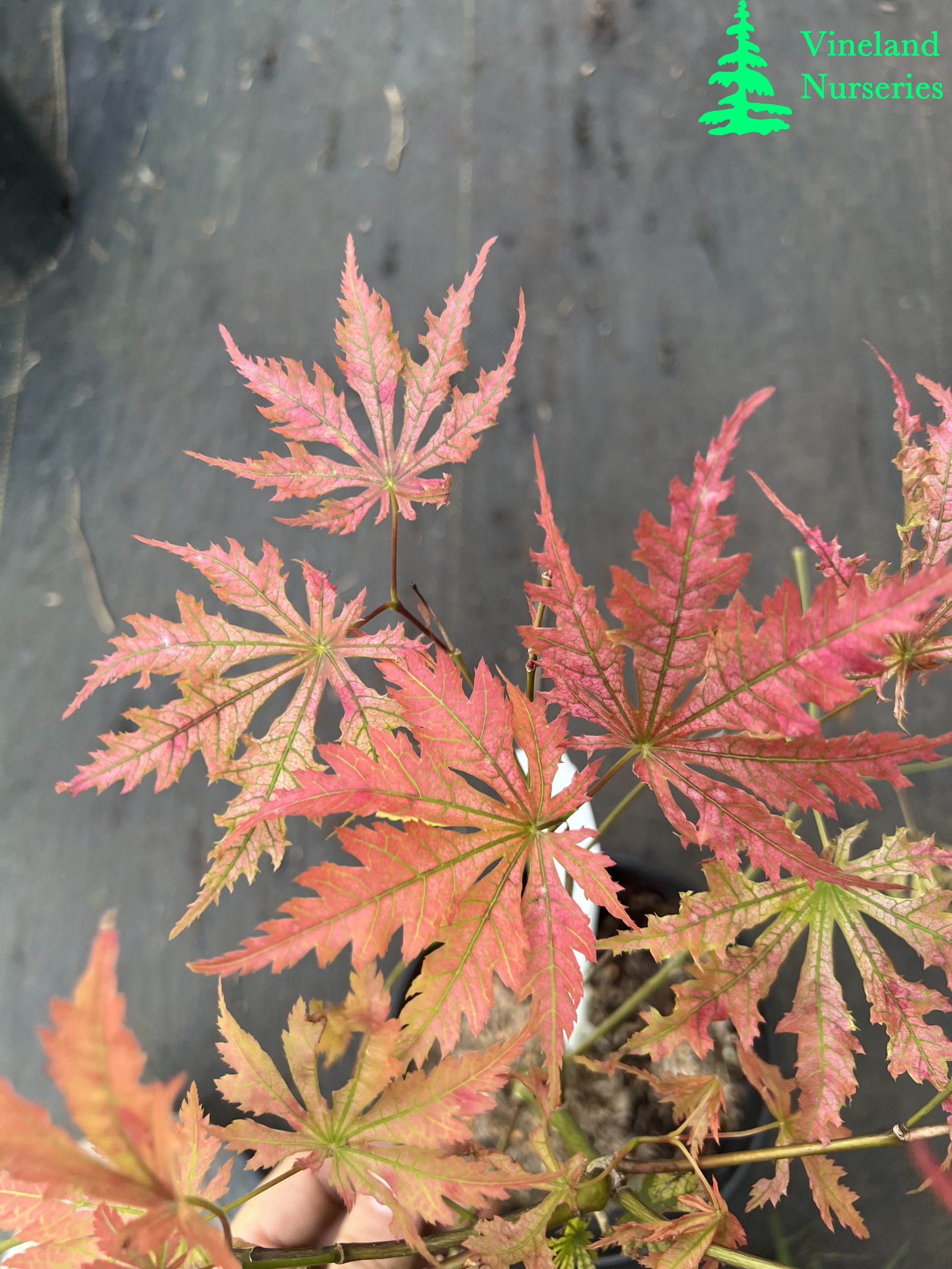 Acer Palmatum Beni Zuru 4