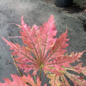 Acer Palmatum Beni Zuru 5