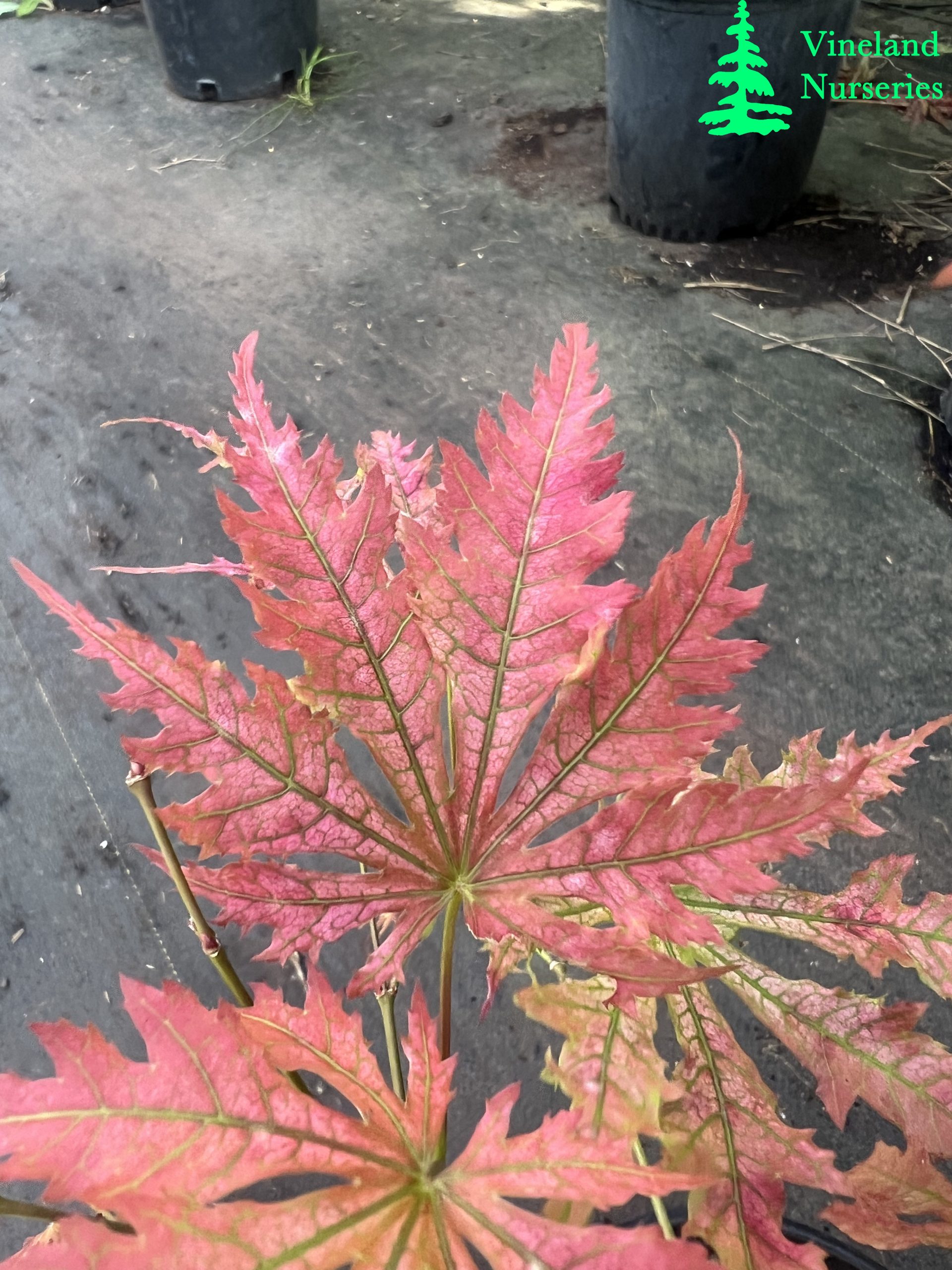 Acer Palmatum Beni Zuru 5