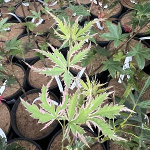 Acer Palmatum Butterfly 1