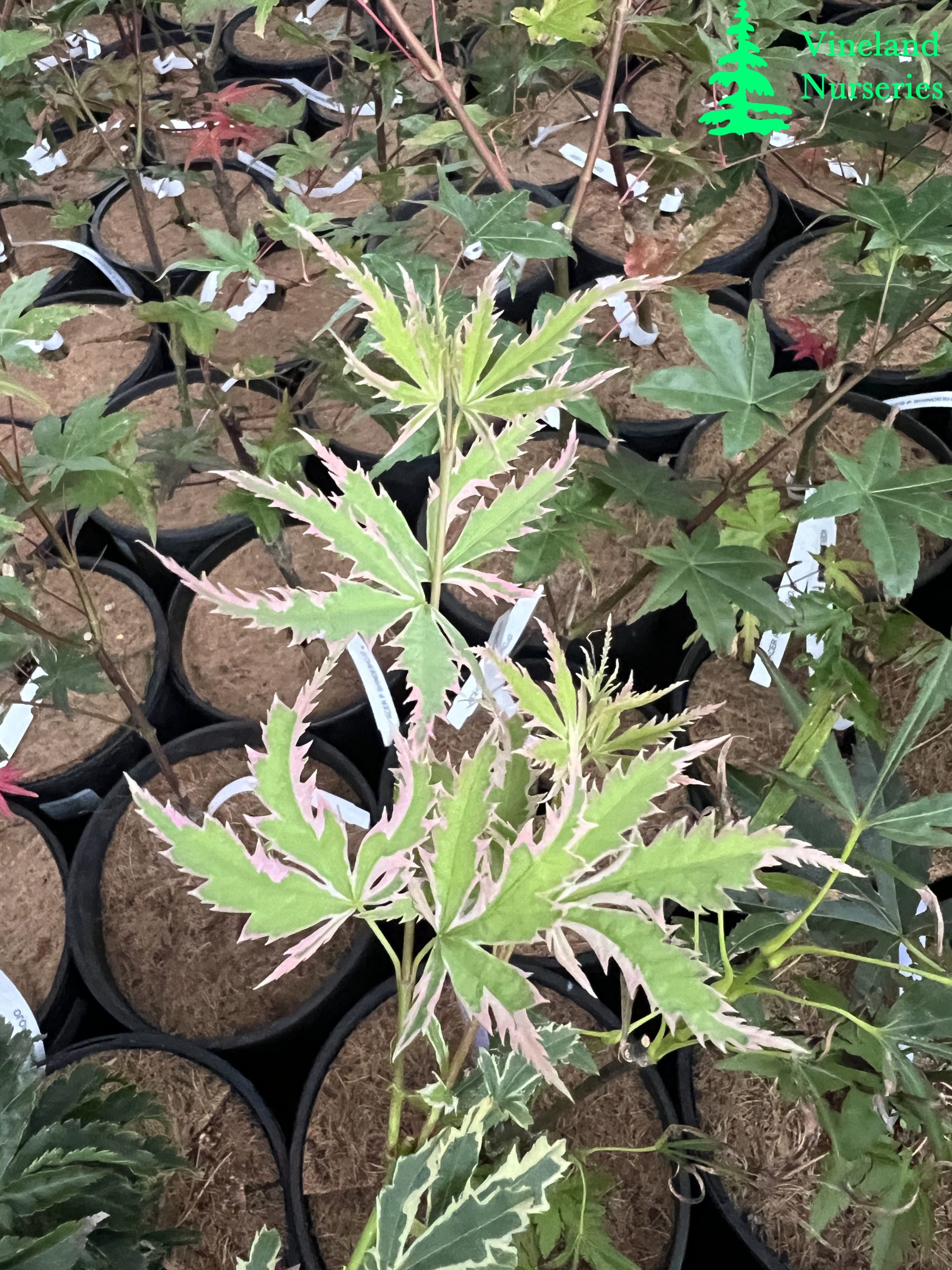 Acer Palmatum Butterfly 1