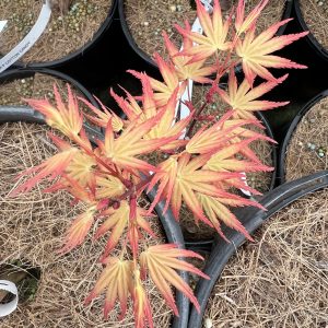 Acer Palmatum Coral Magic