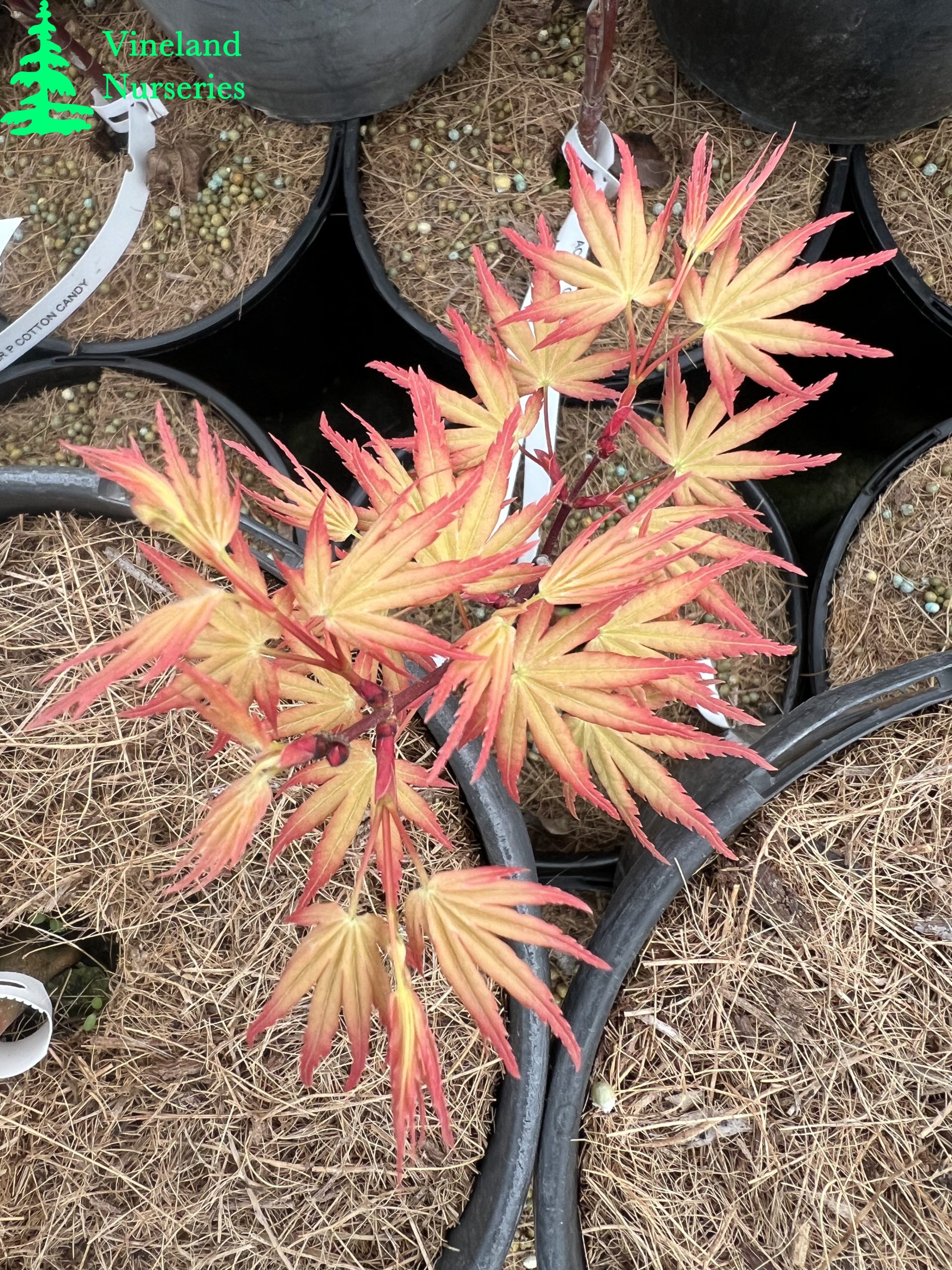 Acer Palmatum Coral Magic