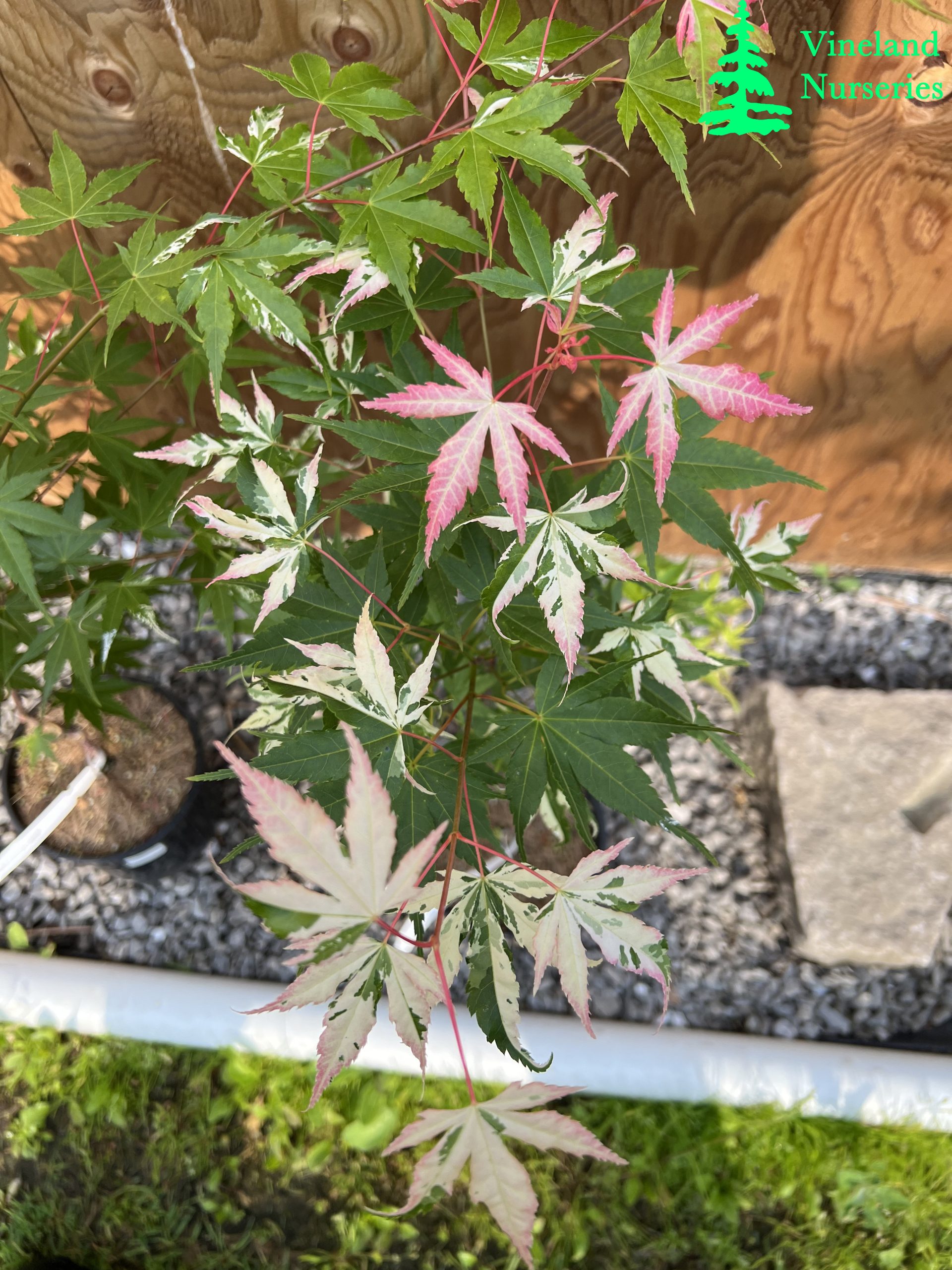Acer Palmatum Cotton Candy 1